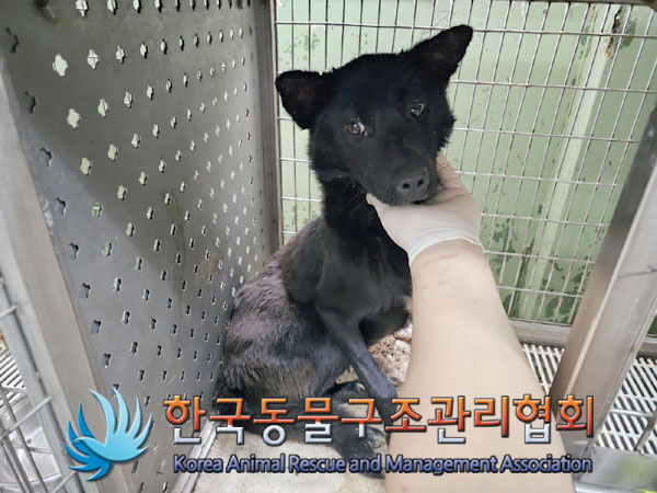 한국동물구조관리협회_441406202300948